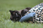 playing Siamese Cat