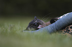 playing Siamese Cat