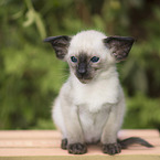 Siamese Cat Kitten