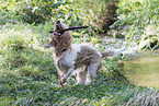 Grand Basset Griffon Vendeen