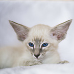 Siamese kitten