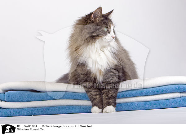 Sibirische Waldkatze / Siberian Forest Cat / JW-01064