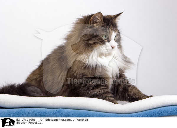Sibirische Waldkatze / Siberian Forest Cat / JW-01066