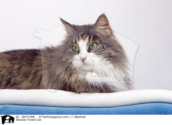 Sibirische Waldkatze / Siberian Forest Cat / JW-01068
