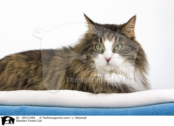 Sibirische Waldkatze / Siberian Forest Cat / JW-01069
