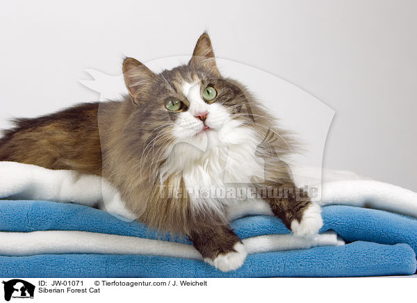 Sibirische Waldkatze / Siberian Forest Cat / JW-01071