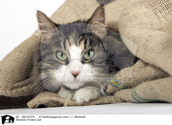 Sibirische Waldkatze / Siberian Forest Cat / JW-01074