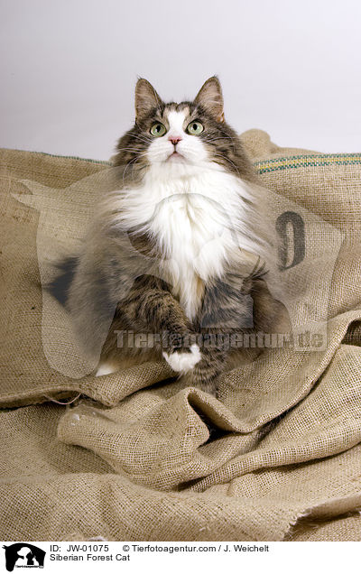 Sibirische Waldkatze / Siberian Forest Cat / JW-01075