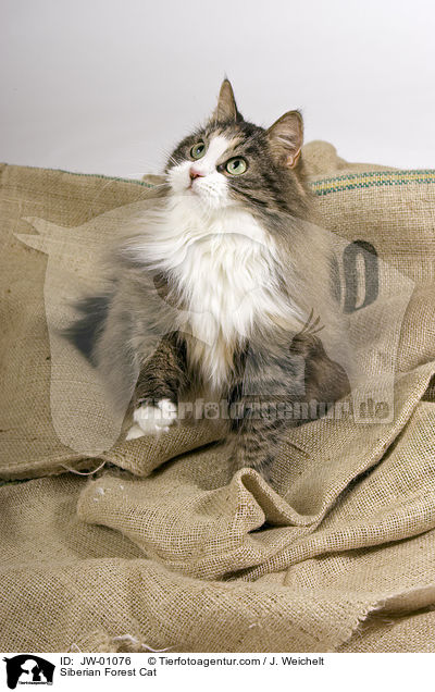 Sibirische Waldkatze / Siberian Forest Cat / JW-01076