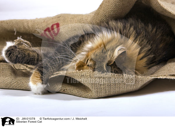 Sibirische Waldkatze / Siberian Forest Cat / JW-01078