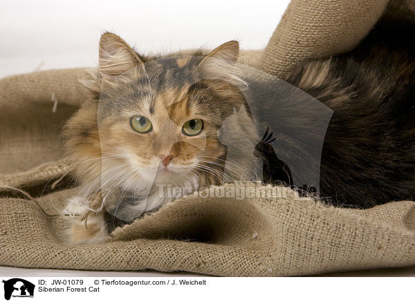 Sibirische Waldkatze / Siberian Forest Cat / JW-01079