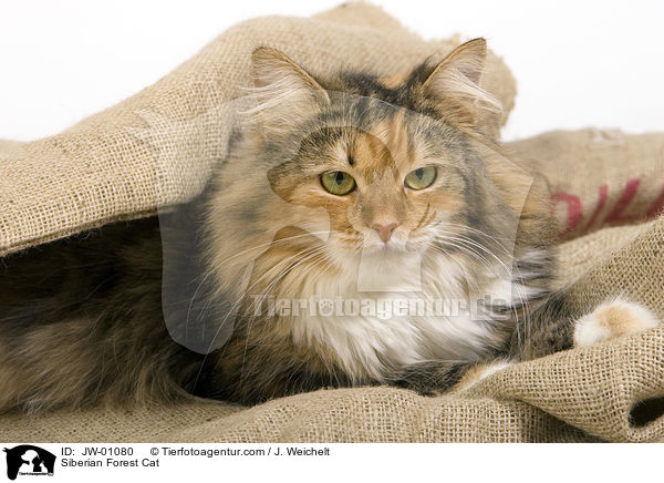 Sibirische Waldkatze / Siberian Forest Cat / JW-01080