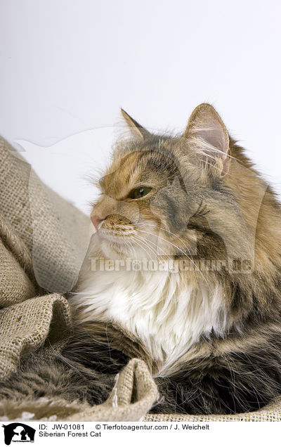 Sibirische Waldkatze / Siberian Forest Cat / JW-01081
