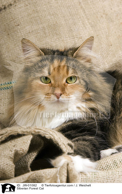 Sibirische Waldkatze / Siberian Forest Cat / JW-01082