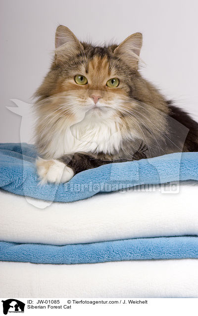 Sibirische Waldkatze / Siberian Forest Cat / JW-01085