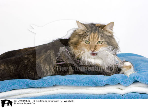 Sibirische Waldkatze / Siberian Forest Cat / JW-01086