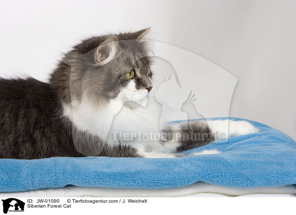 Sibirische Waldkatze / Siberian Forest Cat / JW-01090