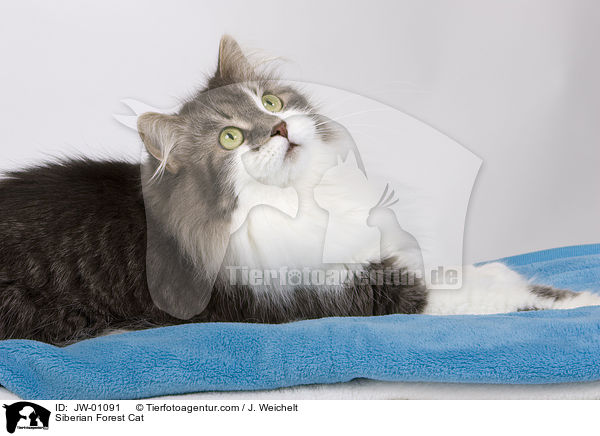 Sibirische Waldkatze / Siberian Forest Cat / JW-01091