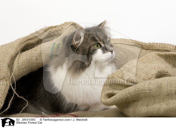 Sibirische Waldkatze / Siberian Forest Cat / JW-01093