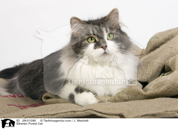 Sibirische Waldkatze / Siberian Forest Cat / JW-01096