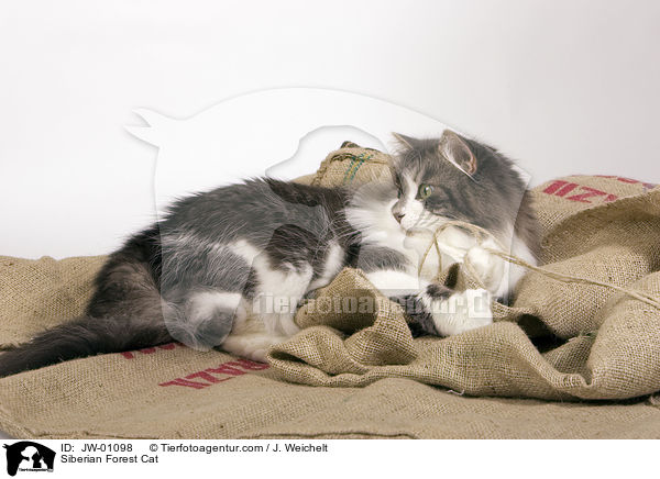 Sibirische Waldkatze / Siberian Forest Cat / JW-01098