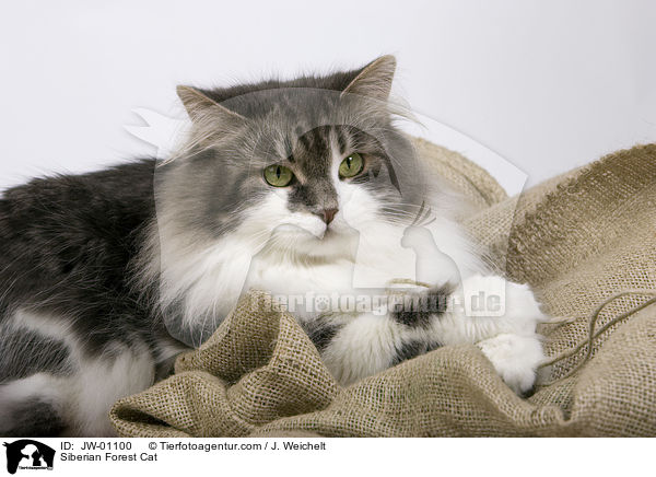 Sibirische Waldkatze / Siberian Forest Cat / JW-01100