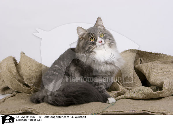 Sibirische Waldkatze / Siberian Forest Cat / JW-01106