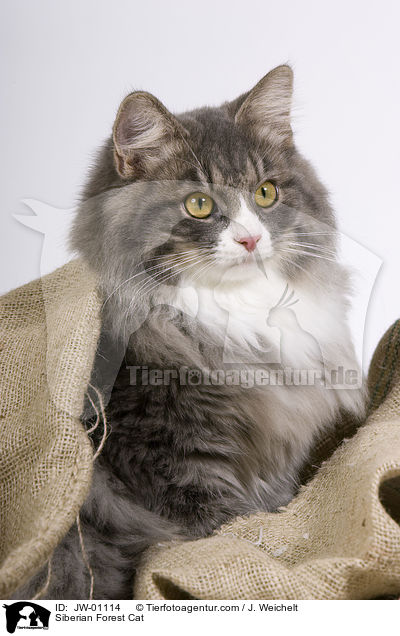 Siberian Forest Cat / JW-01114