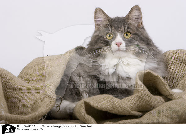 Sibirische Waldkatze / Siberian Forest Cat / JW-01116