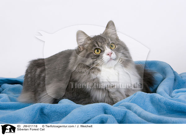 Siberian Forest Cat / JW-01118