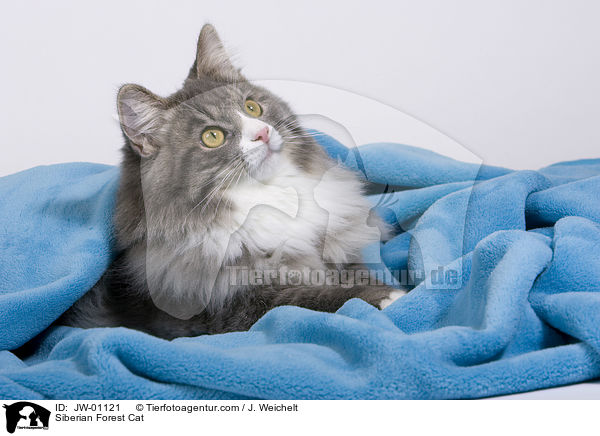 Siberian Forest Cat / JW-01121