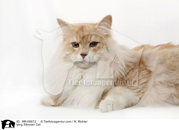 liegende Sibirische Katze / lying Siberian Cat / RR-09972