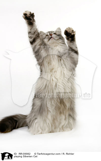 spielende Sibirische Katze / playing Siberian Cat / RR-09982