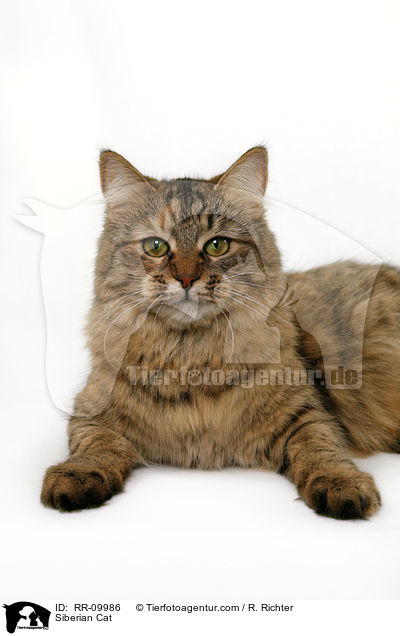 Siberian Cat / RR-09986