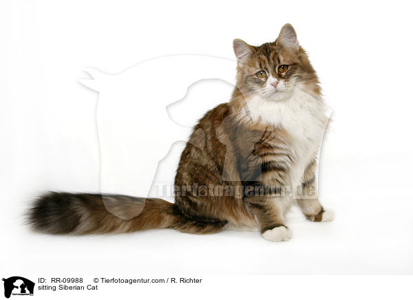 sitting Siberian Cat / RR-09988