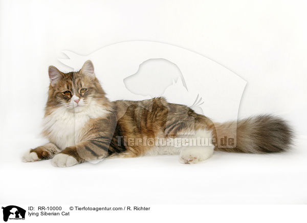 lying Siberian Cat / RR-10000