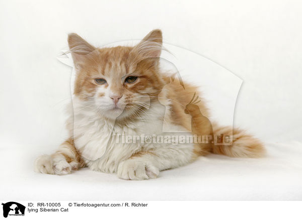 liegende Sibirische Katze / lying Siberian Cat / RR-10005
