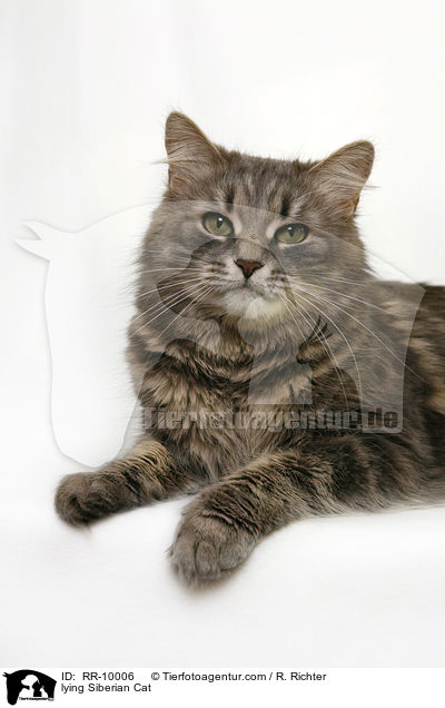 liegende Sibirische Katze / lying Siberian Cat / RR-10006