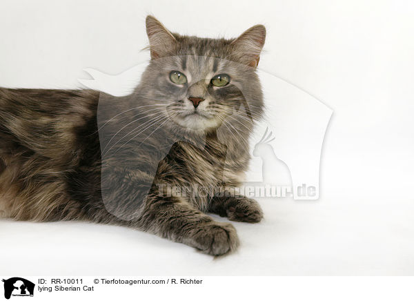 lying Siberian Cat / RR-10011