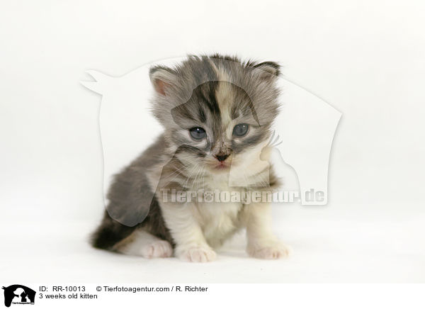 3 Wochen altes Ktzchen / 3 weeks old kitten / RR-10013