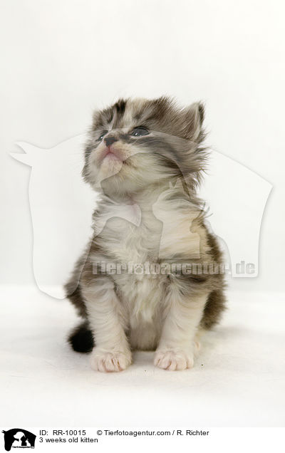 3 Wochen altes Ktzchen / 3 weeks old kitten / RR-10015