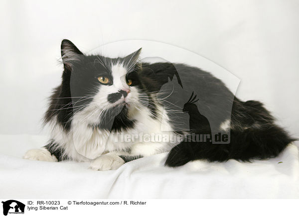 liegende Sibirische Katze / lying Siberian Cat / RR-10023