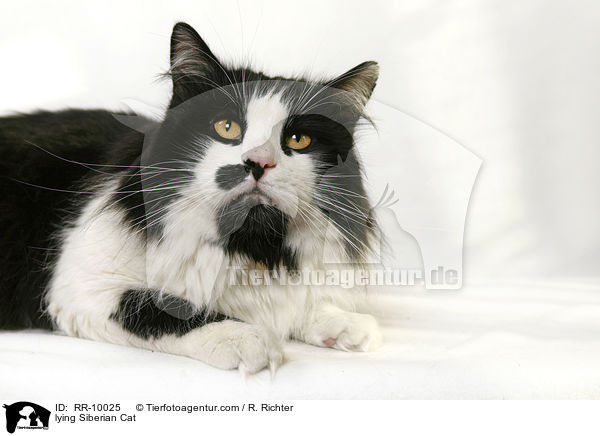 liegende Sibirische Katze / lying Siberian Cat / RR-10025