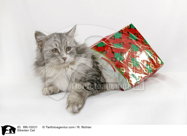 Sibirische Katze / Siberian Cat / RR-10031