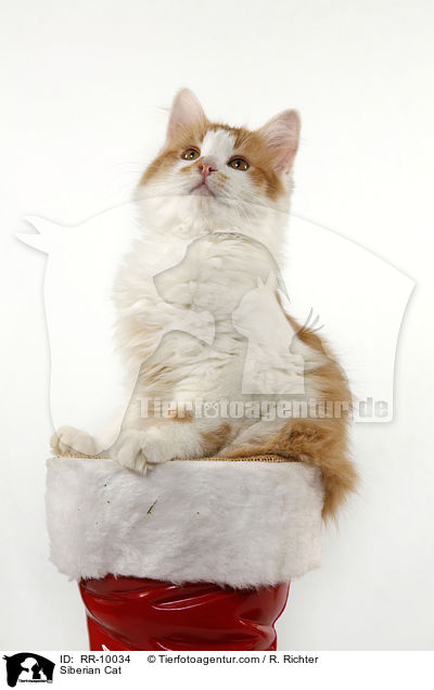 Sibirische Katze / Siberian Cat / RR-10034