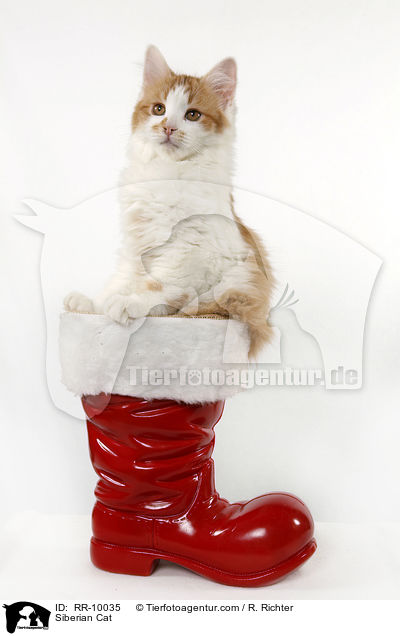 Sibirische Katze / Siberian Cat / RR-10035