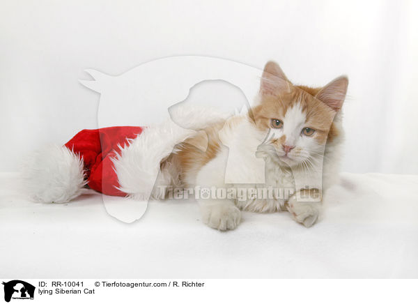 liegende Sibirische Katze / lying Siberian Cat / RR-10041