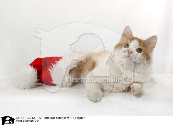 liegende Sibirische Katze / lying Siberian Cat / RR-10042