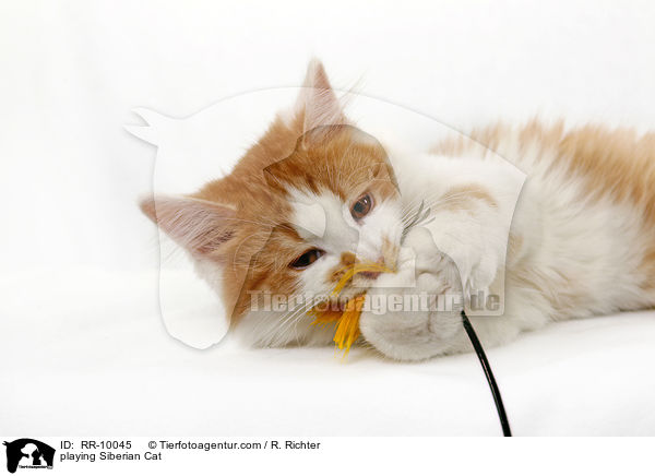 playing Siberian Cat / RR-10045