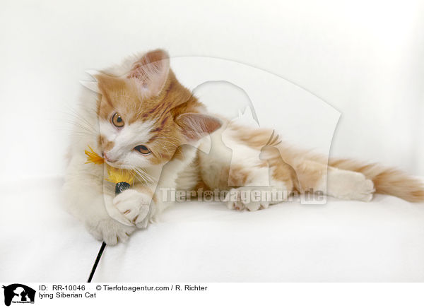 liegende Sibirische Katze / lying Siberian Cat / RR-10046